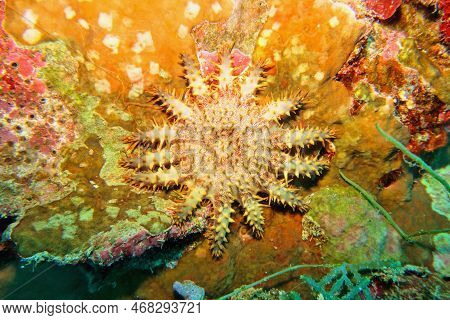 Crown Of Thorns Starfish - Acanthaster Planci - The World Largest Starfish , Predator Of Hard Corals