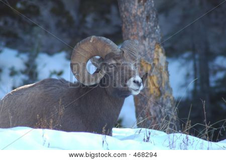 Big Horn Schafe