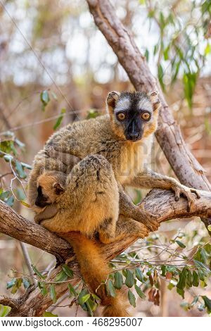 Red-fronted Lemur (eulemur Rufifrons), Female With Small Cute Baby. Endangered Endemic Animal In Kir
