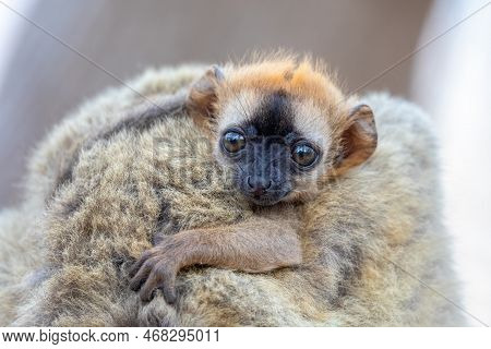 Red-fronted Lemur (eulemur Rufifrons), Detail Of Small Cute Baby On Mother Back. Endangered Endemic 