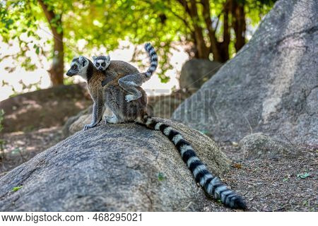 Ring-tailed Lemur (lemur Catta), Mother With Baby On Back Sitting On Stone. Endangered Endemic Anima