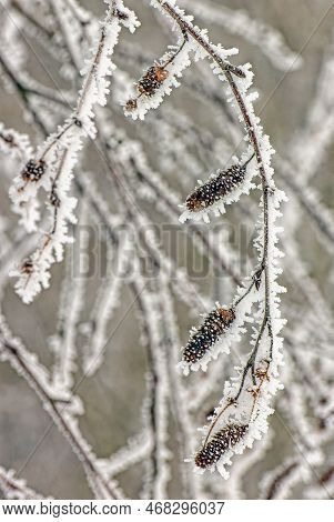 Close-up Of Birch Twigs With Seeds Covered With Frost In Winter