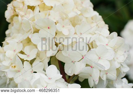White Flowers Of Hydrangea Vanilla Frase In Summer In The Garden