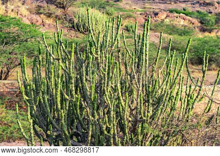 Euphorbia Caducifolia Tree From Flat Angle In Details