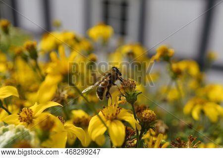 A Bee Drinks Nectar From Flowers In A Flower Bed, An Insect