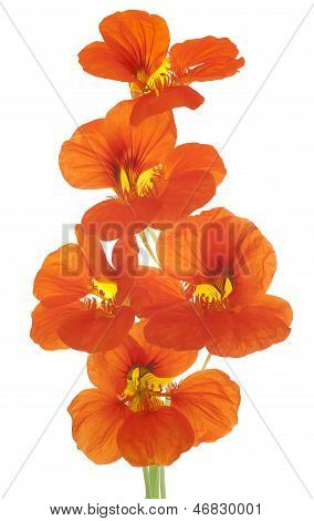 Nasturtium
