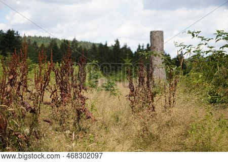 Dying Forests Due To Senseless Clearing In The Forest Tree Stump In The Forest