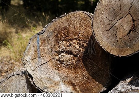 Forest Dieback Due To Climate Change, Drought And Storms And Deforestation As A Raw Material