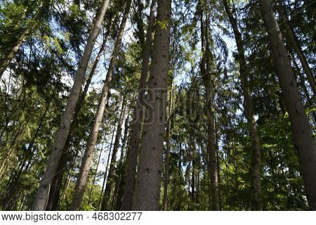 Forest Dieback Due To Climate Change, Drought And Storms And Deforestation As A Raw Material