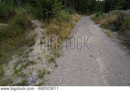 Forest Dieback Due To Climate Change, Drought And Storms And Deforestation As A Raw Material