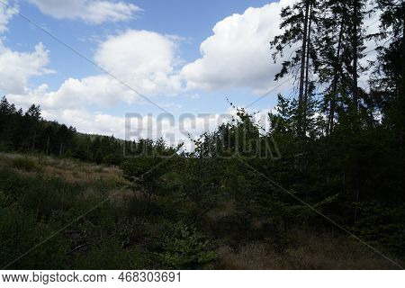 Forest Dieback Due To Climate Change, Drought And Storms And Deforestation As A Raw Material