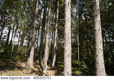 Forest Dieback Due To Climate Change, Drought And Storms And Deforestation As A Raw Material