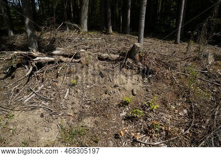 Dying Forests Due To Senseless Clearing In The Forest Tree Stump In The Forest