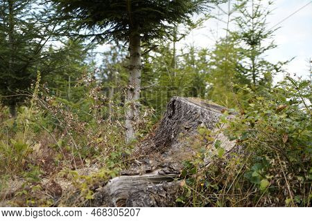 Dying Forests Due To Senseless Clearing In The Forest Tree Stump In The Forest