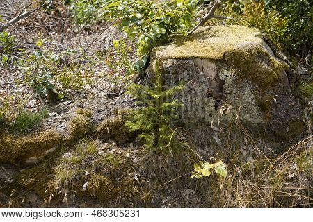 Dying Forests Due To Senseless Clearing In The Forest Tree Stump In The Forest