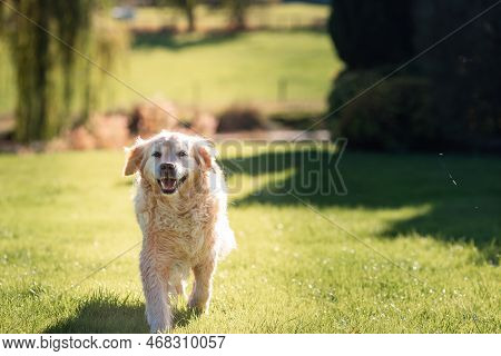 Playful Cute Lovely Adorable Golden Retriever Dog Plays And Runs In A Park On Open Field With Green