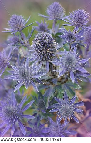 Natural Closeup On The Colorful Blue Mediterranean Sea Holly, Eryngium Bourgatii