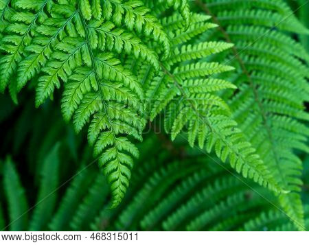 Beautiful Leaves Of A Fern, A Close-up Shot. Dense Green Foliage, Macro. Green Fern Plant In Close U
