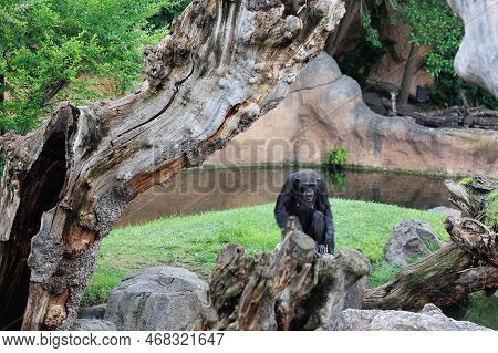 Splendid Exemplar Of Monkey In A Naturalistic Environment.