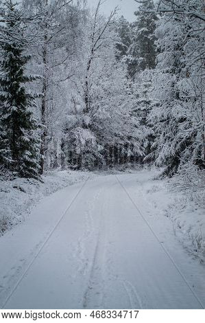 Country Road Admist Trees In Forest During Winter