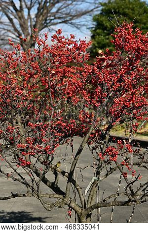 Japanese Winterberry ( Ilex Serrata ) Berries. Aquifoliaceae Deciduous Shrub. Pale Purple Flowers Bl
