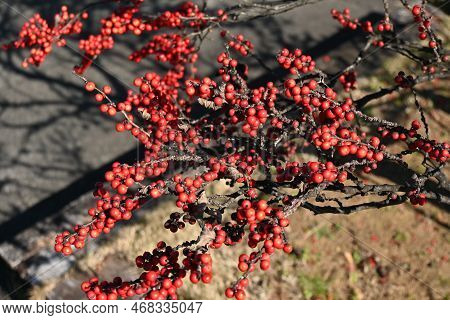 Japanese Winterberry ( Ilex Serrata ) Berries. Aquifoliaceae Deciduous Shrub. Pale Purple Flowers Bl
