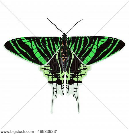 Tropical Butterfly Urania Leilus, The Green-banded, Is A Day-flying Moth Of The Uraniidae Family Vec
