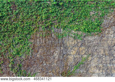 Climbing Fig Or Creeping Fig (ficus Pumila) The Ivy Plants Are Creeping Up On Concrete Wall In Garde