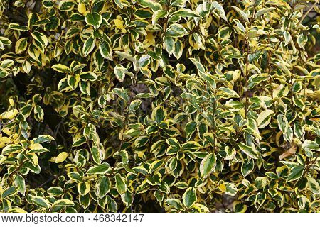 Elaeagnus Pungens 'gilt Edge'. Native To Japan Elaeagnaceae Evergreen Shrub.