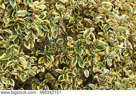 Elaeagnus Pungens 'gilt Edge'. Native To Japan Elaeagnaceae Evergreen Shrub.