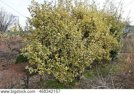 Elaeagnus Pungens 'gilt Edge'. Native To Japan Elaeagnaceae Evergreen Shrub.