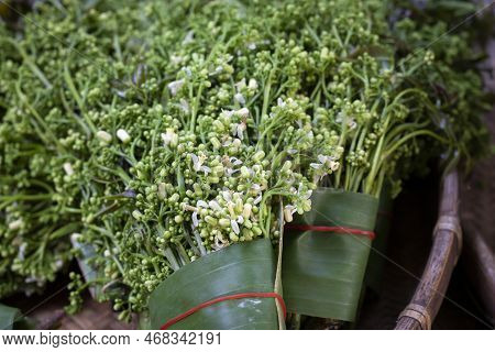 Close-up Of Siamensis Valeton (azadirachta Indica) In Thailand. All Parts Of The Plant Are Bitter, A
