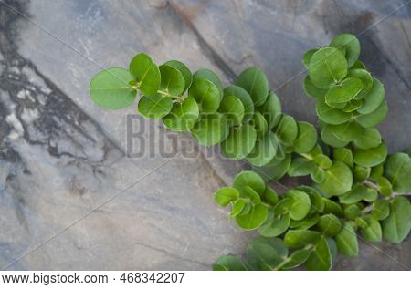 Selective Focus Of Natal Plum Round Leaves And Branches With Sharp Thorns In Natural Sunlight. Caris