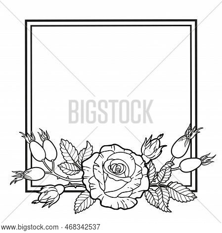 Borders Of Rose Flowers, Branches And Leaves. Vector Isolated On White Background. Coloring Book For