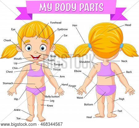 Chin Body Part