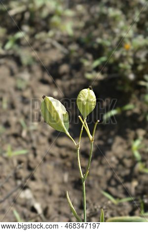 Blackberry Lily Seed Capsule In The Garden