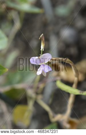 Catjang Cowpea Flower In The Garden In Autumn