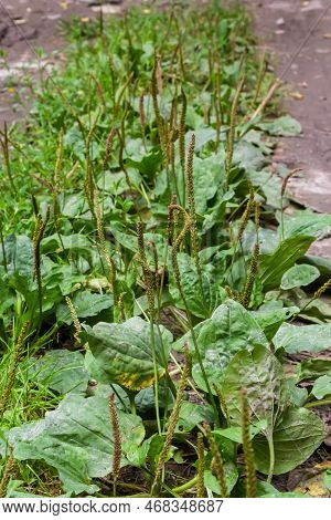 Greater Plantain, Waybread Plantago Major Tree In The Garden .the Inflorescences On Long Stalks With