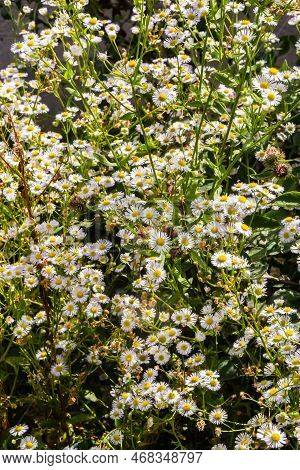 Erigeron Annuus In Summer , Annual Fleabane , Daisy Fleabane .