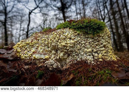 The Bracket Fungus, In Latin Antrodia Serialis Growing On A Dead Oak Stump In The Forest, Near Schoo