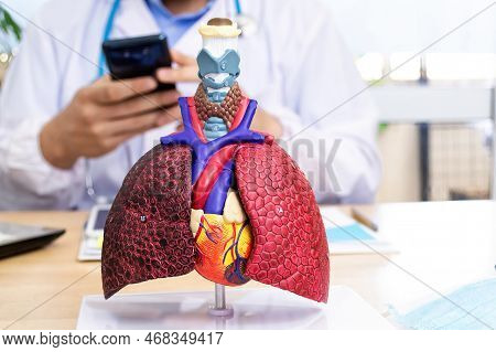 Human Respiratory System Model Is Show Lungs And Heart.