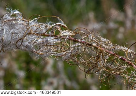 Close Up Of A Dried White Seed Head Of Fireweed Or Great Willowherb Or Rosebay Willowherb Chamaeneri
