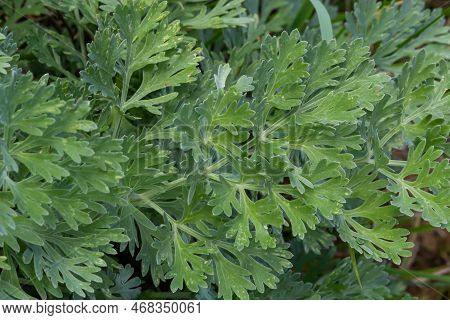 Artemisia Absinthium Is A Perennial Plant Of The Aster Family. Medicinal, Food, Phytoncide, Essentia