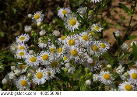 Erigeron Annuus Flowers, Also Known As Fleabane, Daisy Fleabane, Or Eastern Daisy Fleabane, Growing 