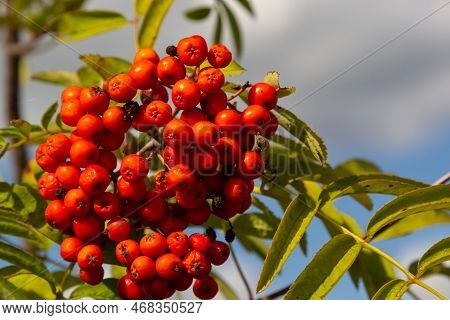 Rowan On A Branch. Red Rowan. Rowan Berries On Rowan Tree. Sorbus Aucuparia.