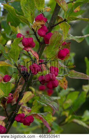 Euonymus Europaeus European Common Spindle Capsular Ripening Autumn Fruits, Red To Purple Or Pink Co