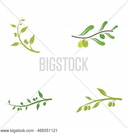 Natural Herbal Olive And Oil Logo Design With Olive Branch. Logo For Business, Branding, Herbal Medi