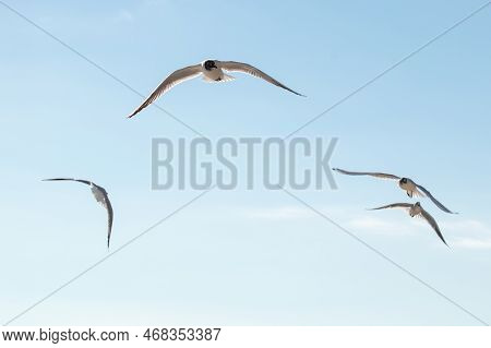 Flock Of Seagulls In Flight Looking For Foodhunting.