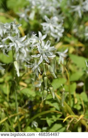 Drooping Star-of-bethlehem Flowers In The Garden In Spring