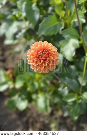 Dahlia Beatrice Flower In The Garden In Autumn
